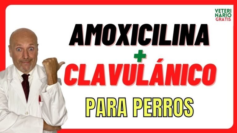 Amoxicilina para perros: uso, dosis y precauciones