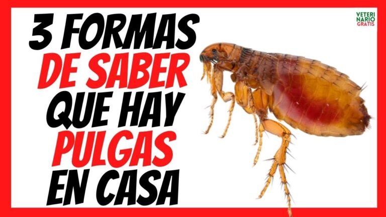 Señales de infestación de pulgas en casa: ¿Cómo detectarlas?