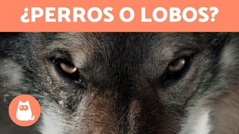 Precios de cachorros de perros lobos: una guía concisa y optimizada