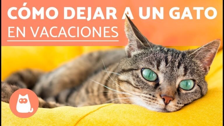 Opciones de cuidado para tu gato durante tus vacaciones