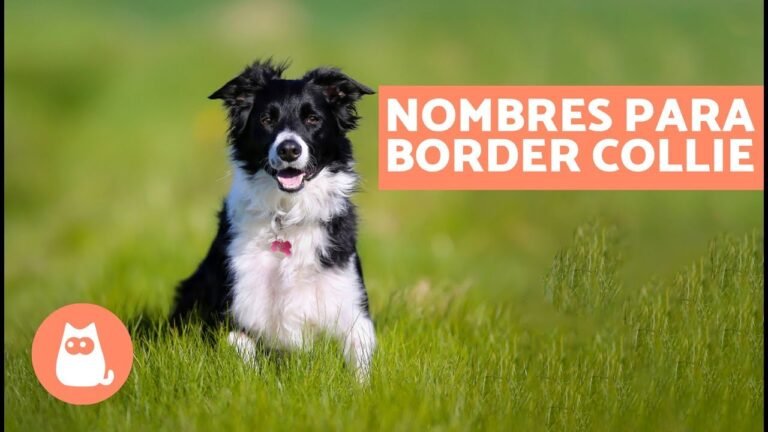 Nombres originales para perros Border Collie