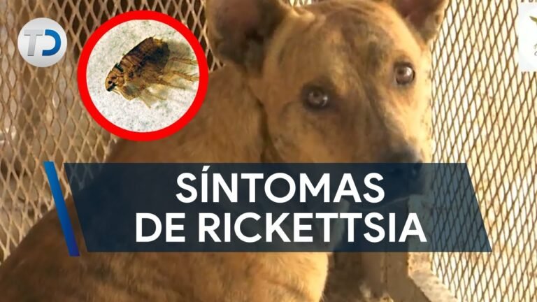 Primeros síntomas de rickettsia en perros: Una guía completa