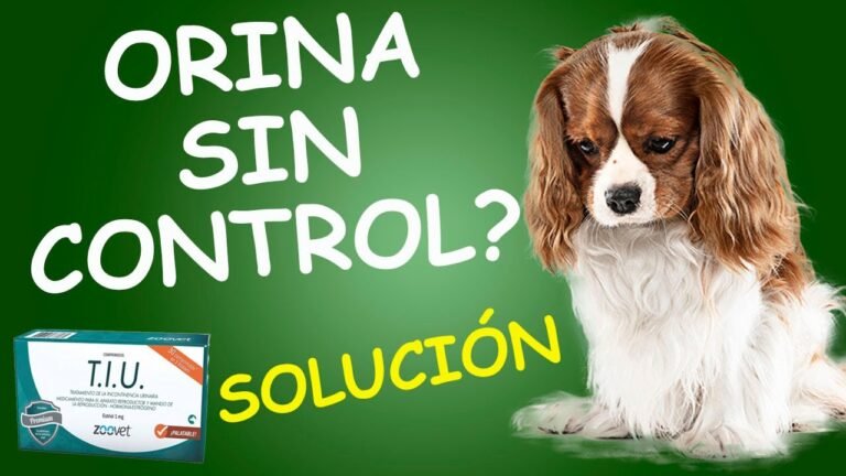 Medicamentos eficaces para tratar la incontinencia urinaria en perros