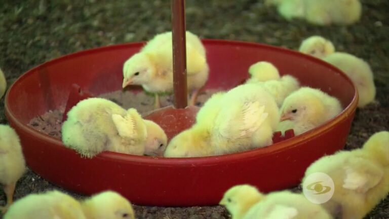 Descubre la alimentación ideal de los pollos: ¿Qué comen realmente?