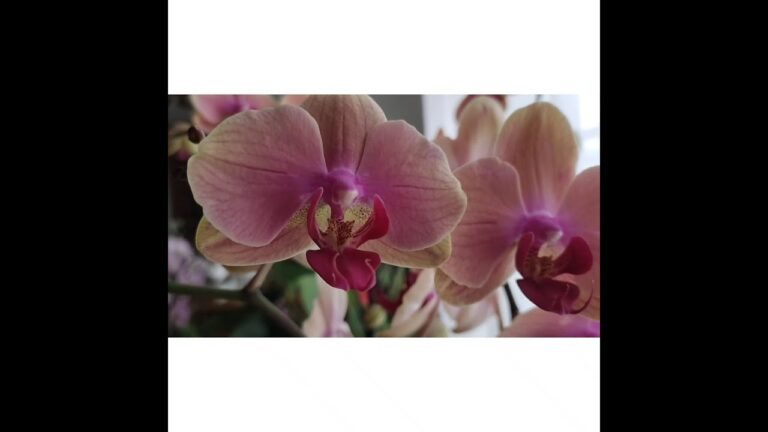 El significado espiritual de las orquídeas amarillas